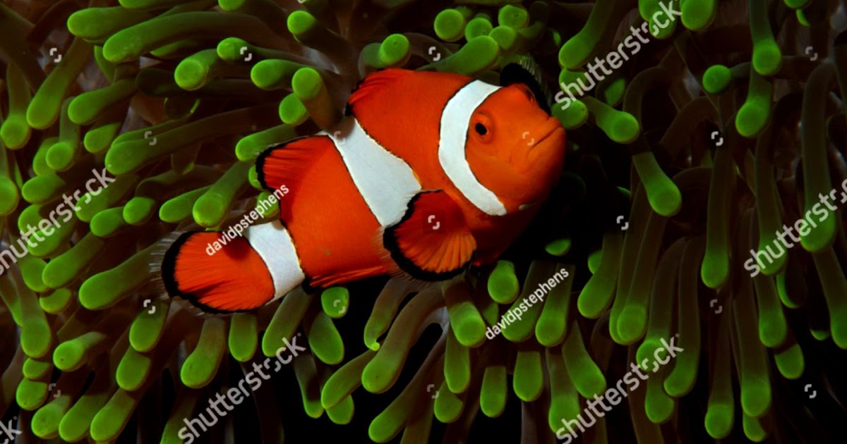 Green Clown Fish | Desktop Wallpapers