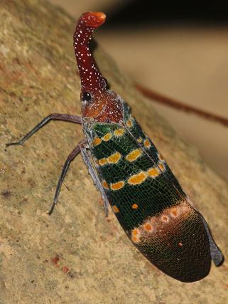 Crystal and Bryan in Singapore: Thailand Day Four: Khao Phanom Bencha