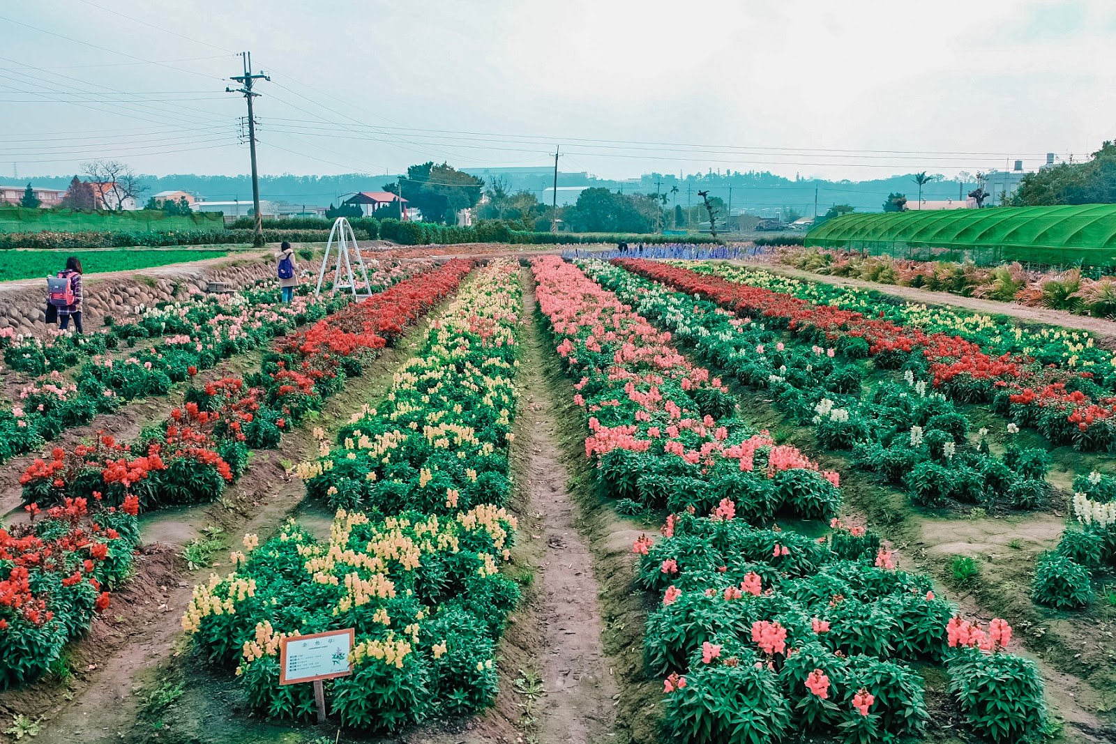 Chungshe Flower Garden The Most Splendid Flower Fields in Taiwan The