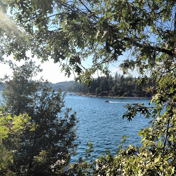 lake through the trees