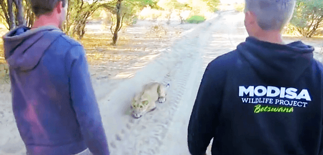They Confront This Crouching Lion On A Path. Watch What Happens When It Realizes Who They Are