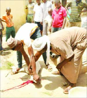 beggars sacrificed sheep pray against kaduna government