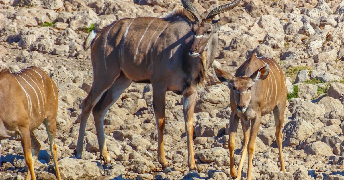 Cannundrums Kudu Meat Biltong, Drywors, Boerewors, Pate, Meatballs, Stew & Steak