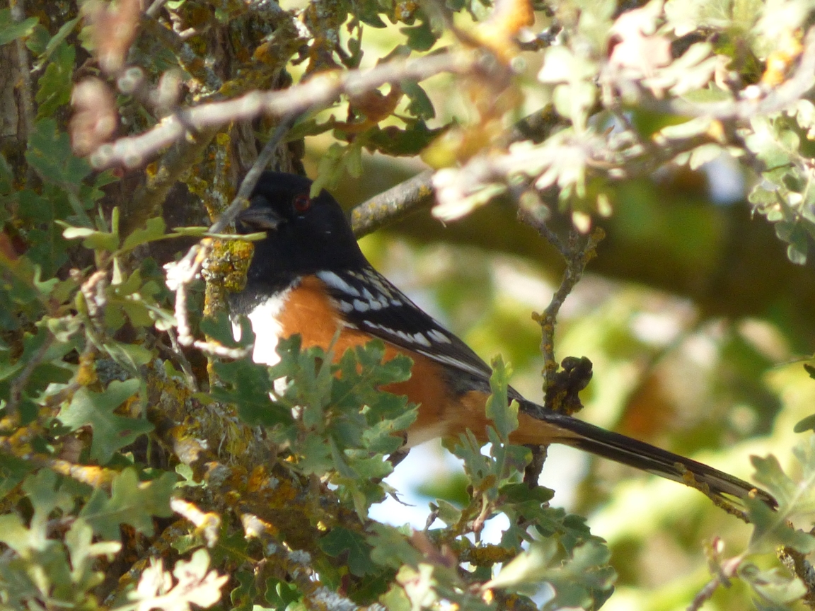 Geotripper's California Birds Can you Spot a Spotted Towhee? Here's