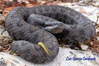 reptiles alicante fichas