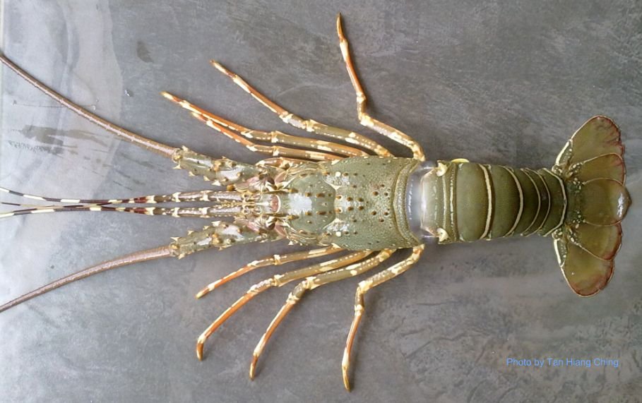 Pembekal Udang Jenis Jenis Udang