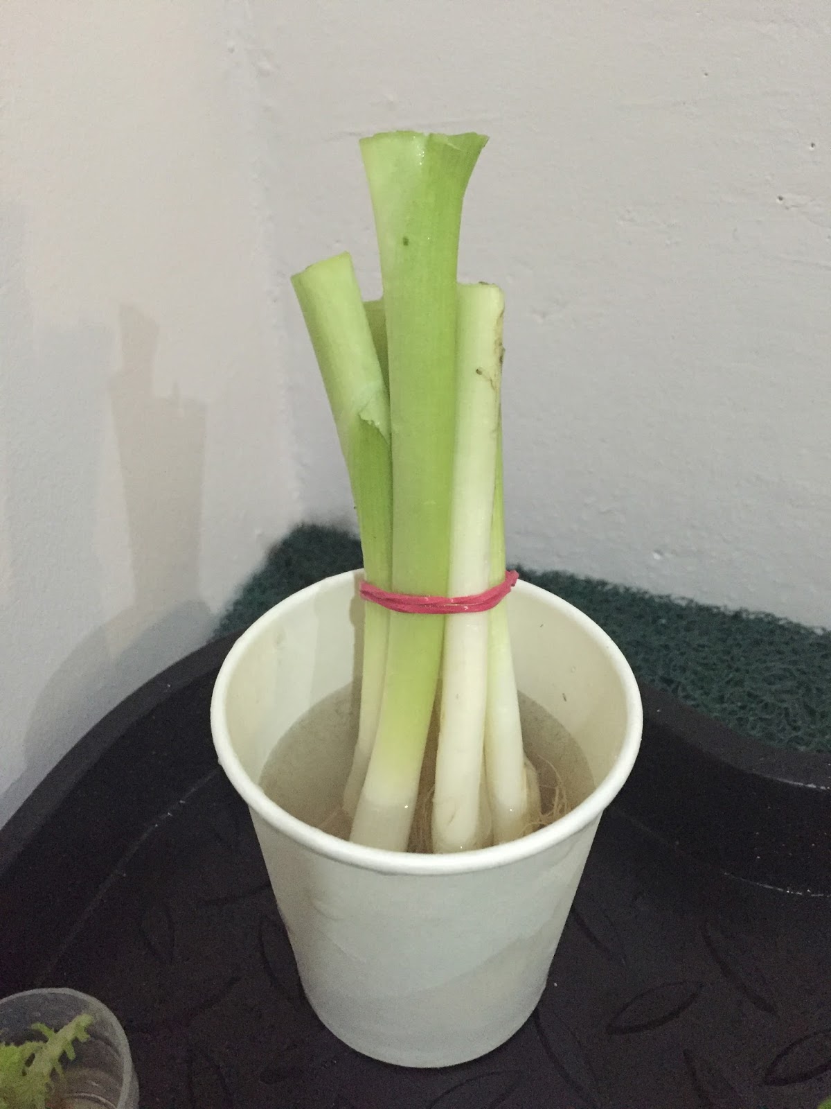 The Green Thumbed Me Regrowing Herbs Updated! Onion Leeks!