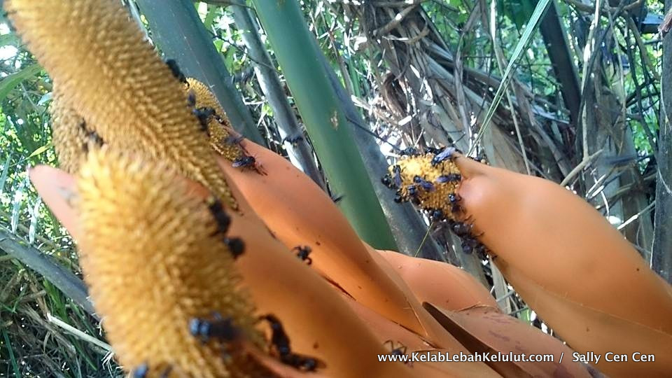 Pokok Bunga Lebah Kelulut - Bunga Nipah (Nypa fruticans) - Kelab Lebah
