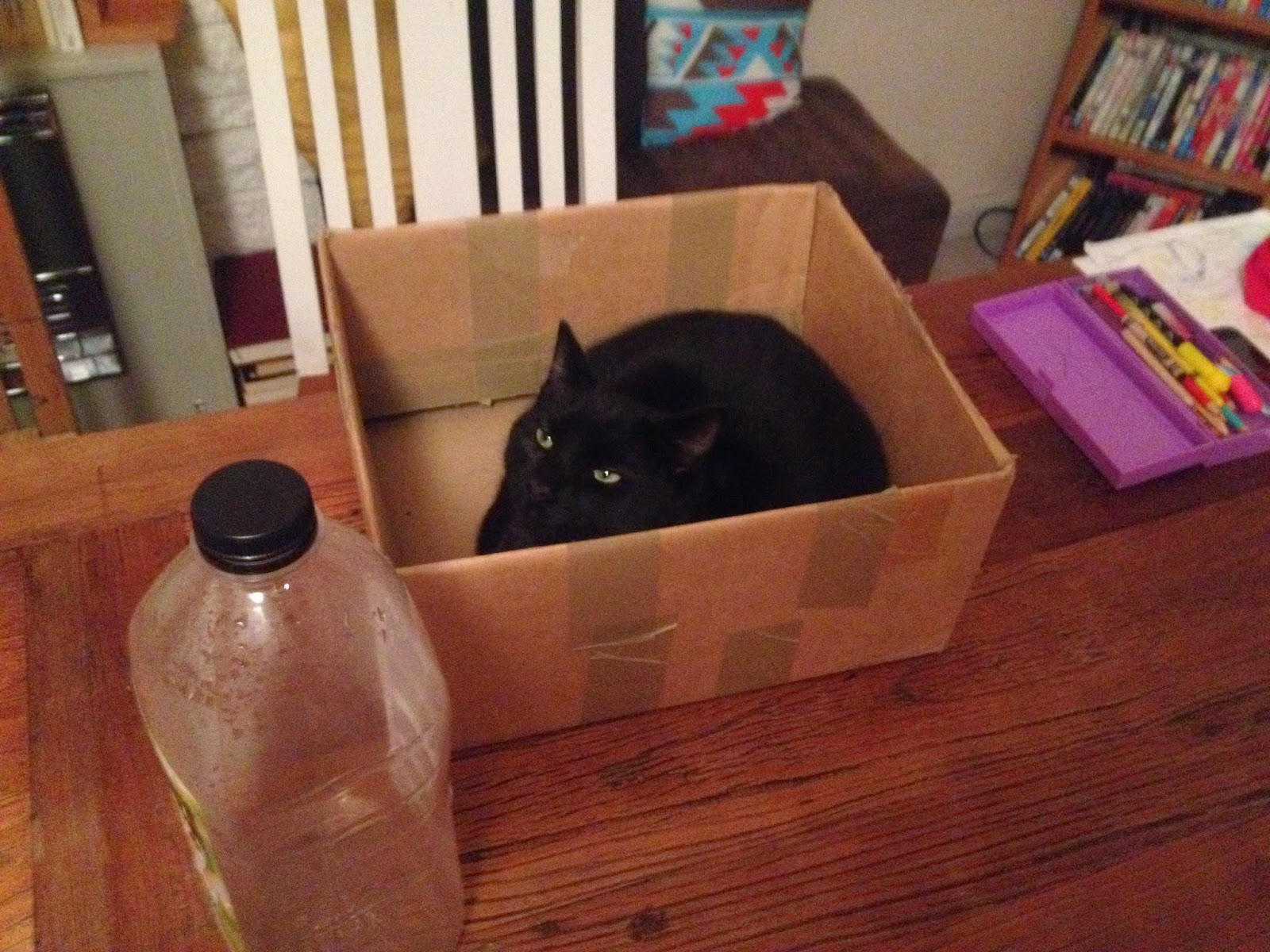 Anna's Amazing Learners My cat likes to hide in boxes