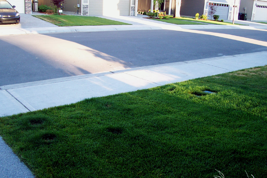 Howdy Ya Dewit! Dog Pee Burns in Your Newly Sodded Lawn