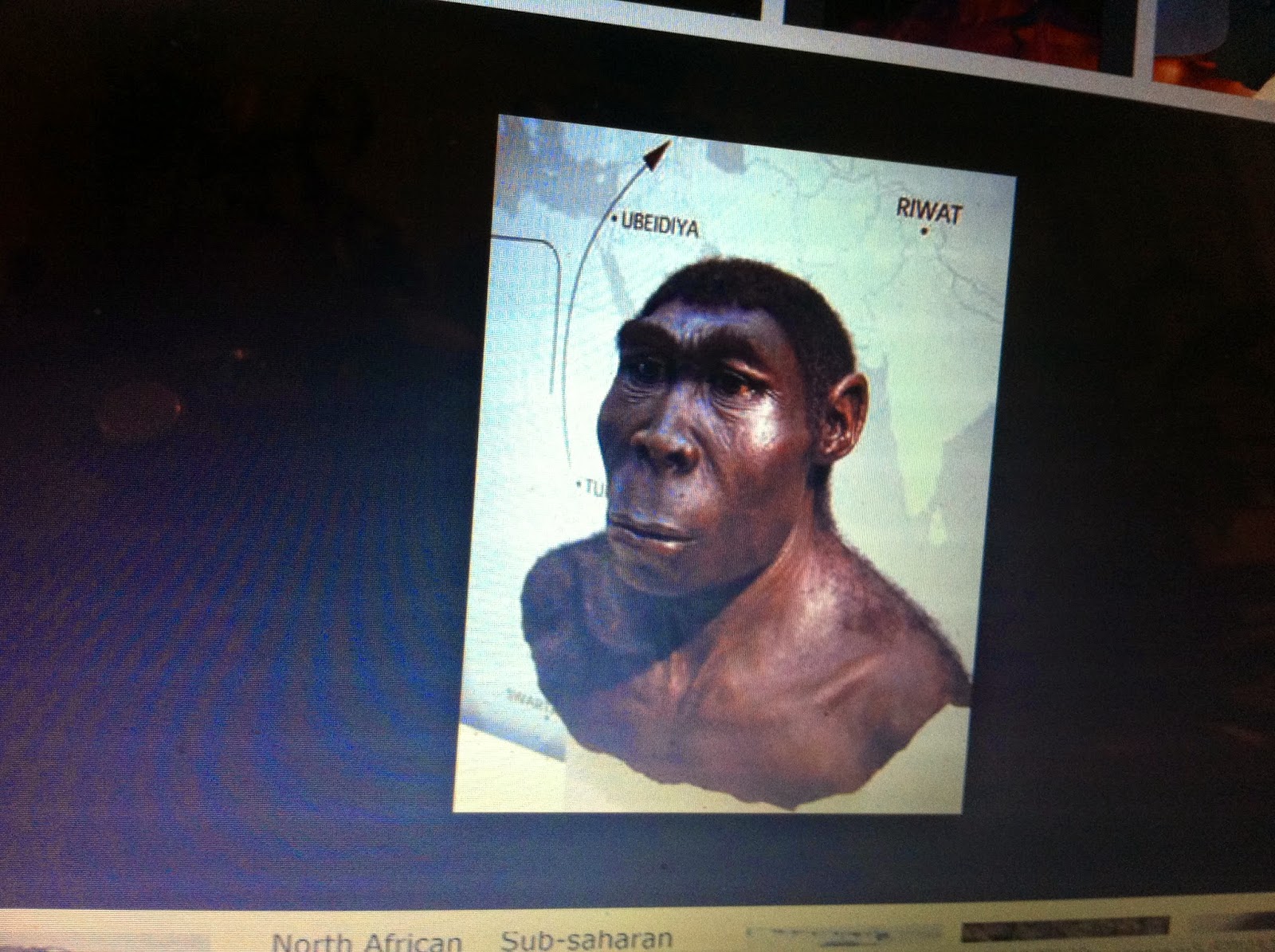 THE BLACK SOCIAL HISTORY:: BLACK SOCIAL HISTORY : NEGROID - IS THE TERM ...