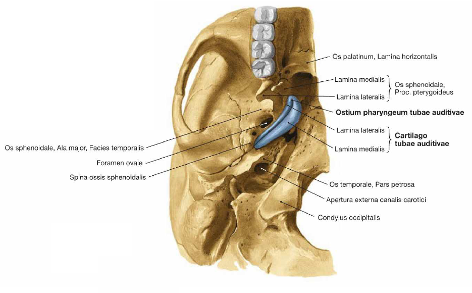 Anatomia da Orelha Tuba Auditiva