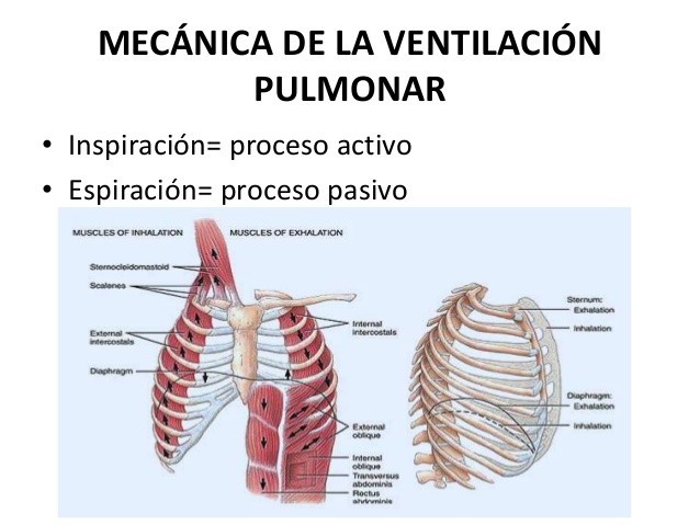 ventilación pulmonar
