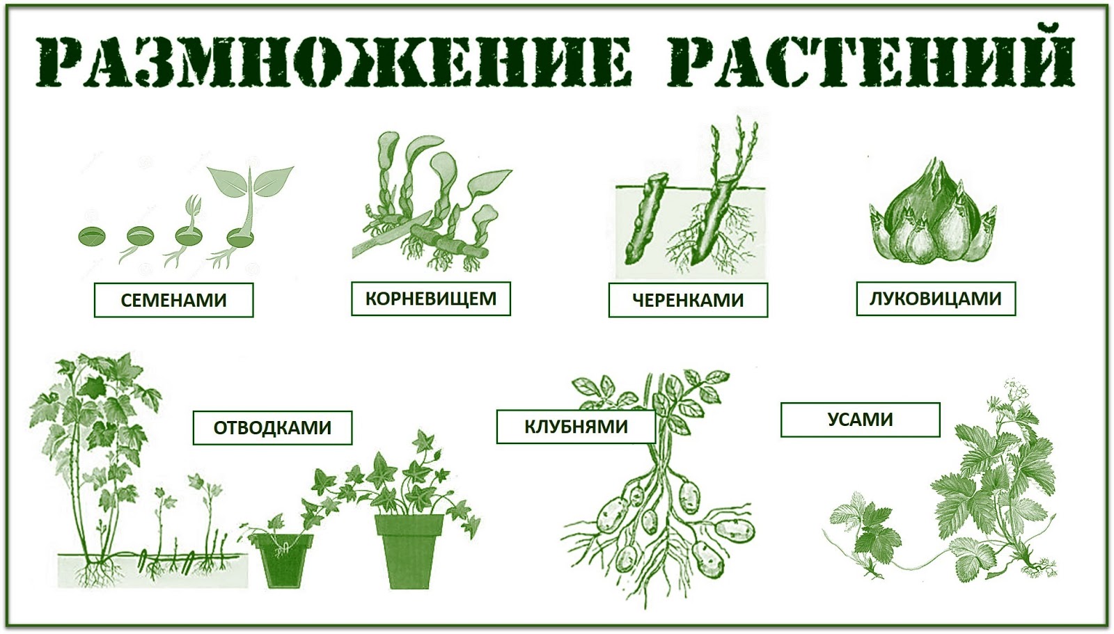 Ночи, картинки способы размножения растений
