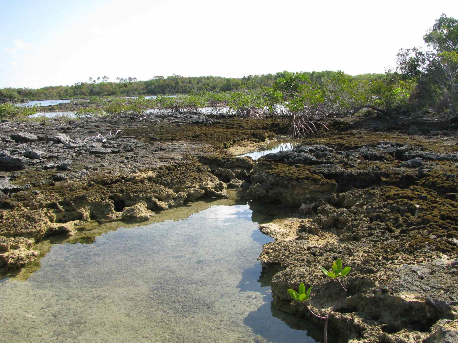 CHIPOJO LAB Land Bridge