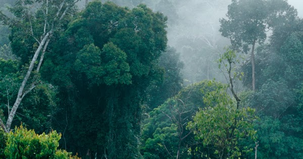 ASAL-USUL ORANG DAYAK