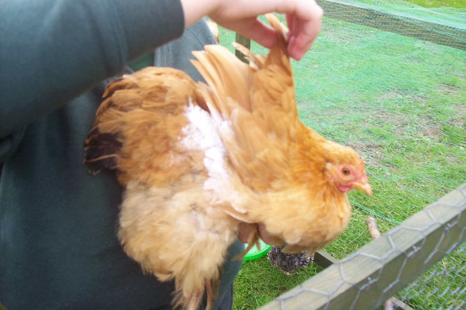 Montpelier School Chickens Health Checks