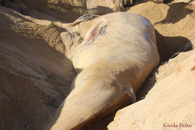Baleia-comum morta, em praia de Sines