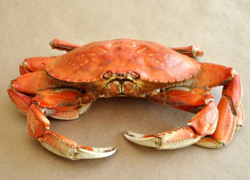 Simple and Easy to Make Pasteurized Crab Meat Recipes | Pasteurized
