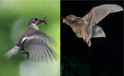 birds bats flight lab flying animal