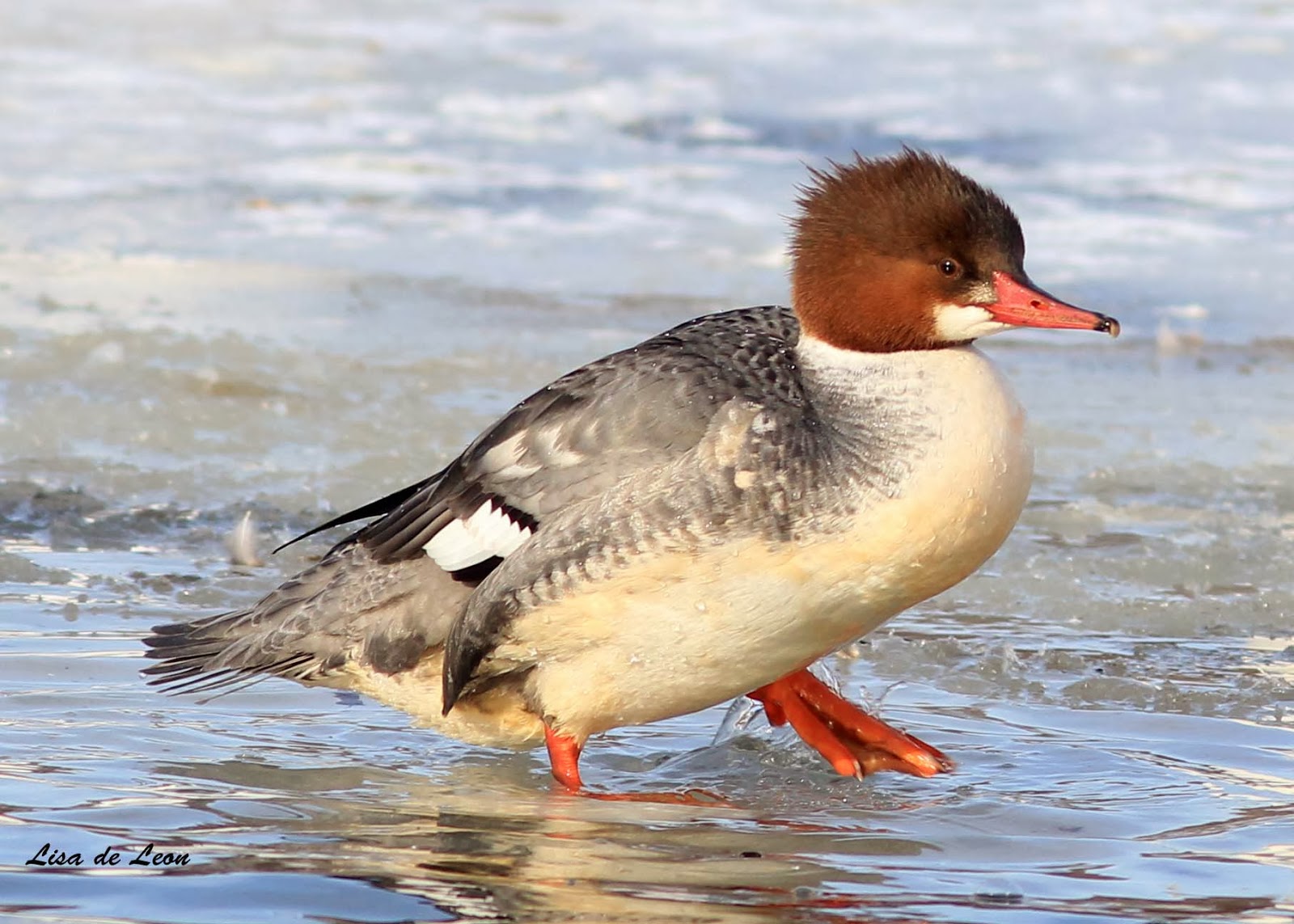 Birding with Lisa de Leon Common Mergansers in St. John's