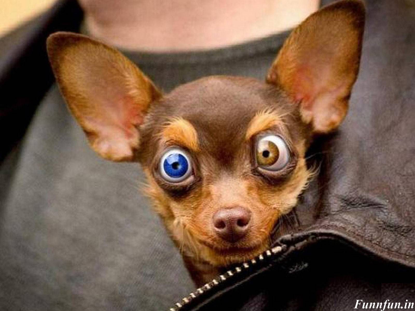 Funny Wallpapers