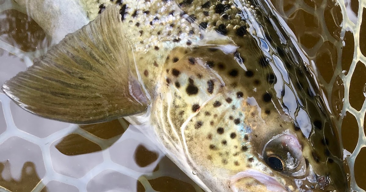 Atlantic Salmon Flies CT Broodstock Salmon Regulation Change and a Message