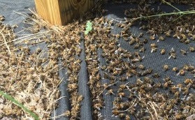 zika virus spraying honeybees