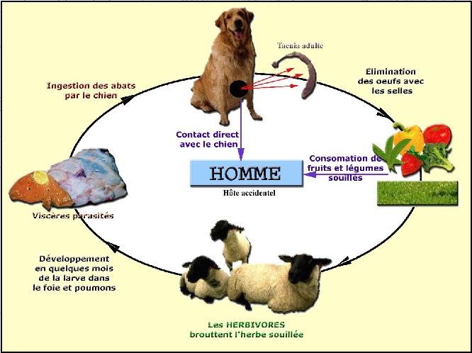 kyste hydatique du foie