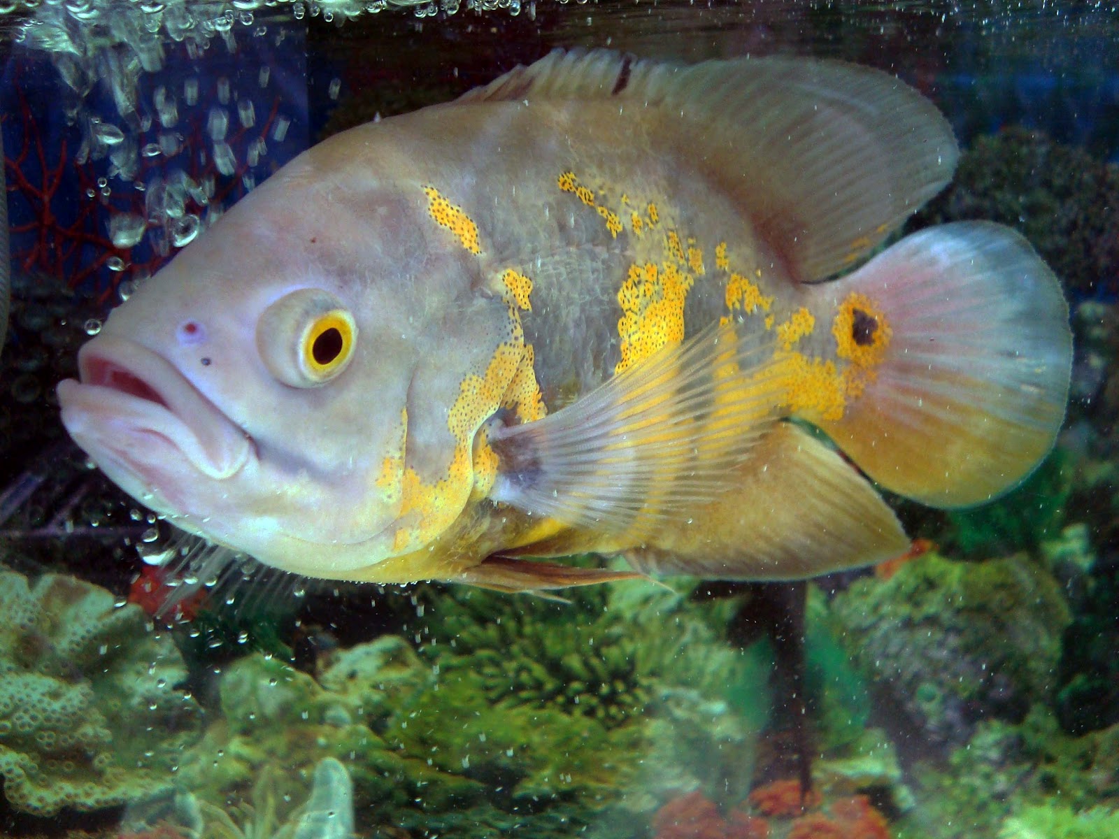 Living with Nature - School on Blog by Dr. Abercio V 