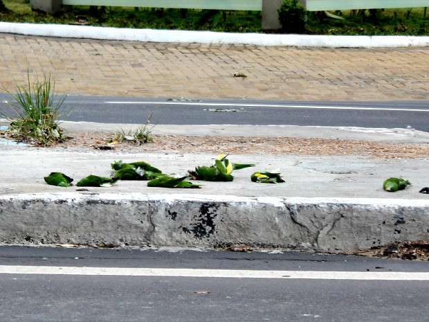 Pássaros mortos estavam na via e no meio-fio da avenida (Foto: Diego Toledano/G1 AM)
