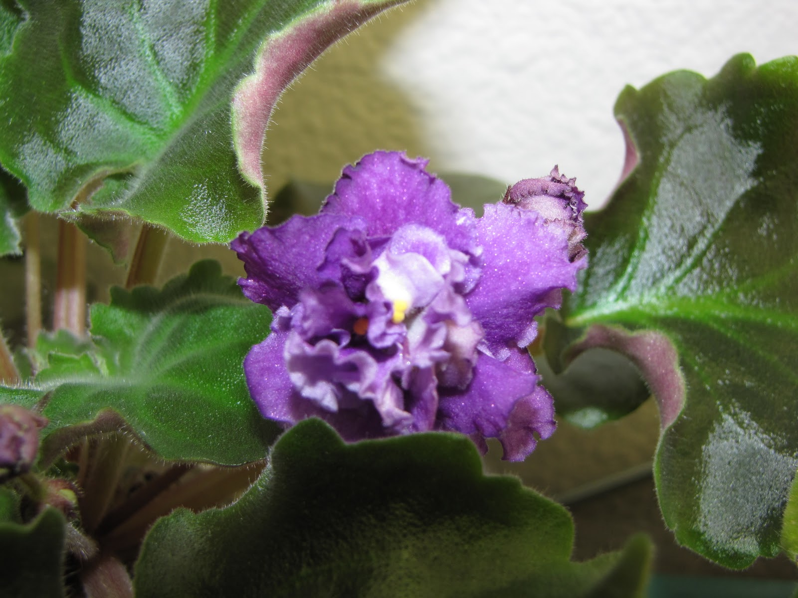 Violets and Mustangs: French Lilac - First Bloom