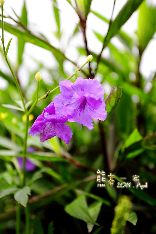 石園農場|釣魚場|兒童戲水池