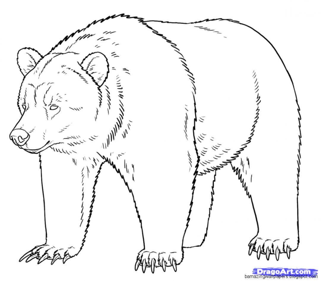 Bear Drawing | Amazing Wallpapers
