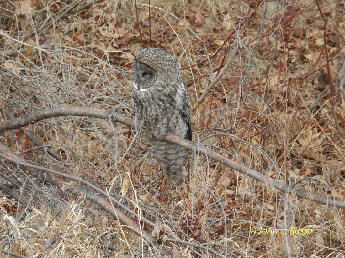 Pioneer Birding NH Great Gray Owl