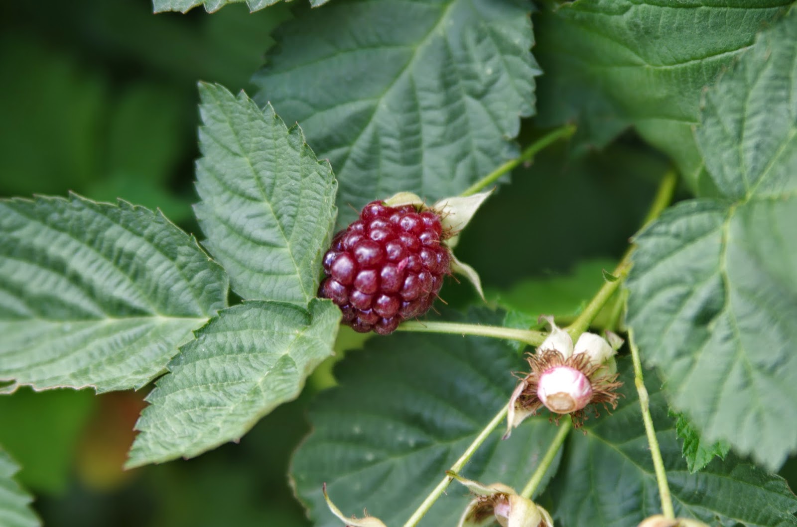 Trees and Plants Boysenberry