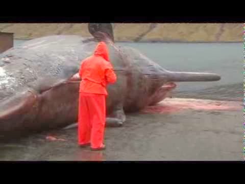 Watch this: Sperm whale explodes as man tries to open stomach ~ Big ...