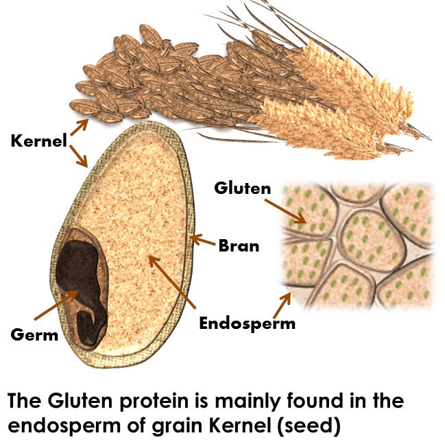 food tips and health related article What is Gluten?
