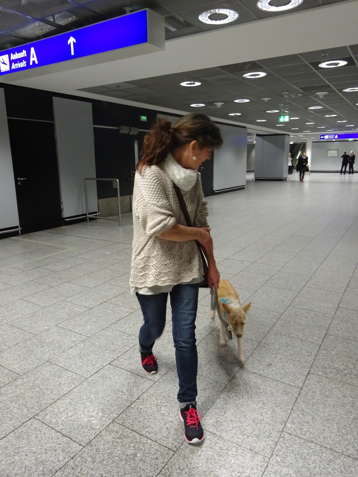 Hunde aus ZentralPortugal adoptieren Frankfurt am 27.10.2015