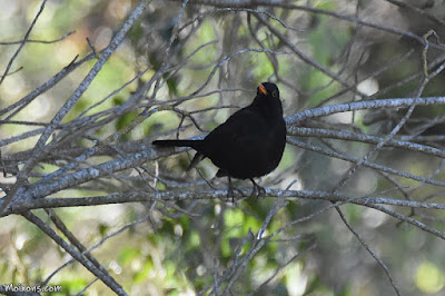 Merla (Turdus merula) Merla (Turdus merula)
