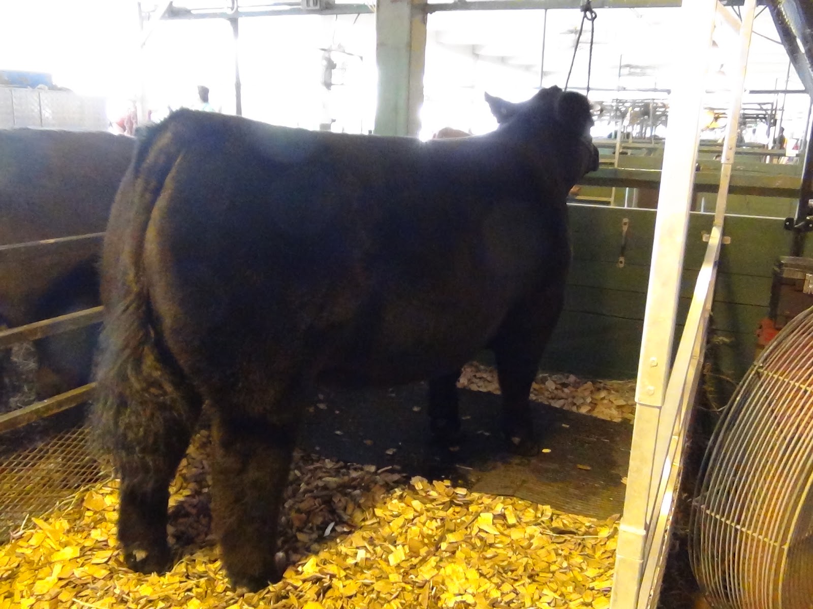 Executive Sires, Inc. 2012 Illinois State Fair Big Time Fat Steer