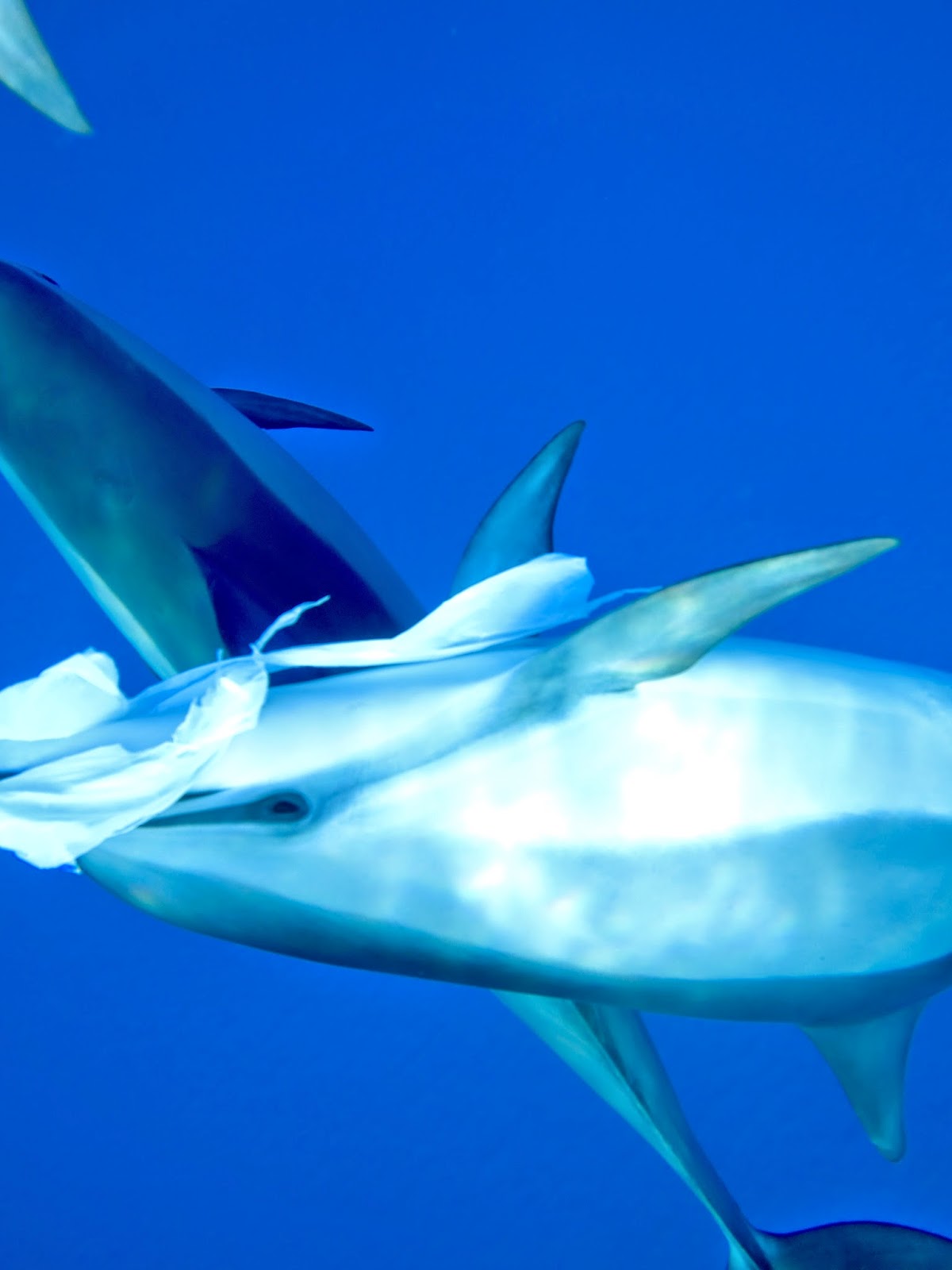 Swim With Dolphins Snorkel With Manta Rays Whale Watching Boat Tours 