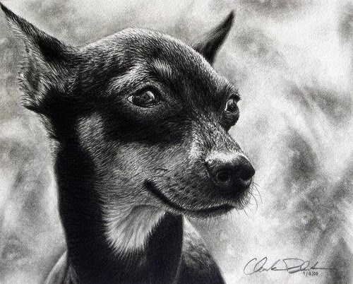 09-Charles-Black-Hyper-Realistic-Pencil-Drawings-of-Dogs-www-designstack-co