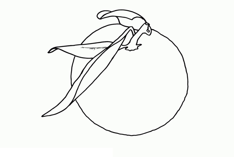 Berikut Gambar Sketsa Hitam Putih Mewarnai Jeruk Terbaru Cari Animasi