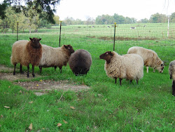 Shetland Sheep