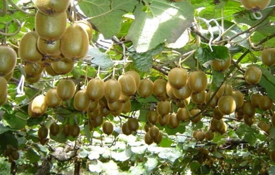 El limon ayuda a bajar la presion arterial