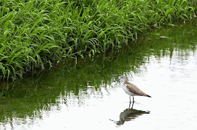 water bird, Common Greenshank