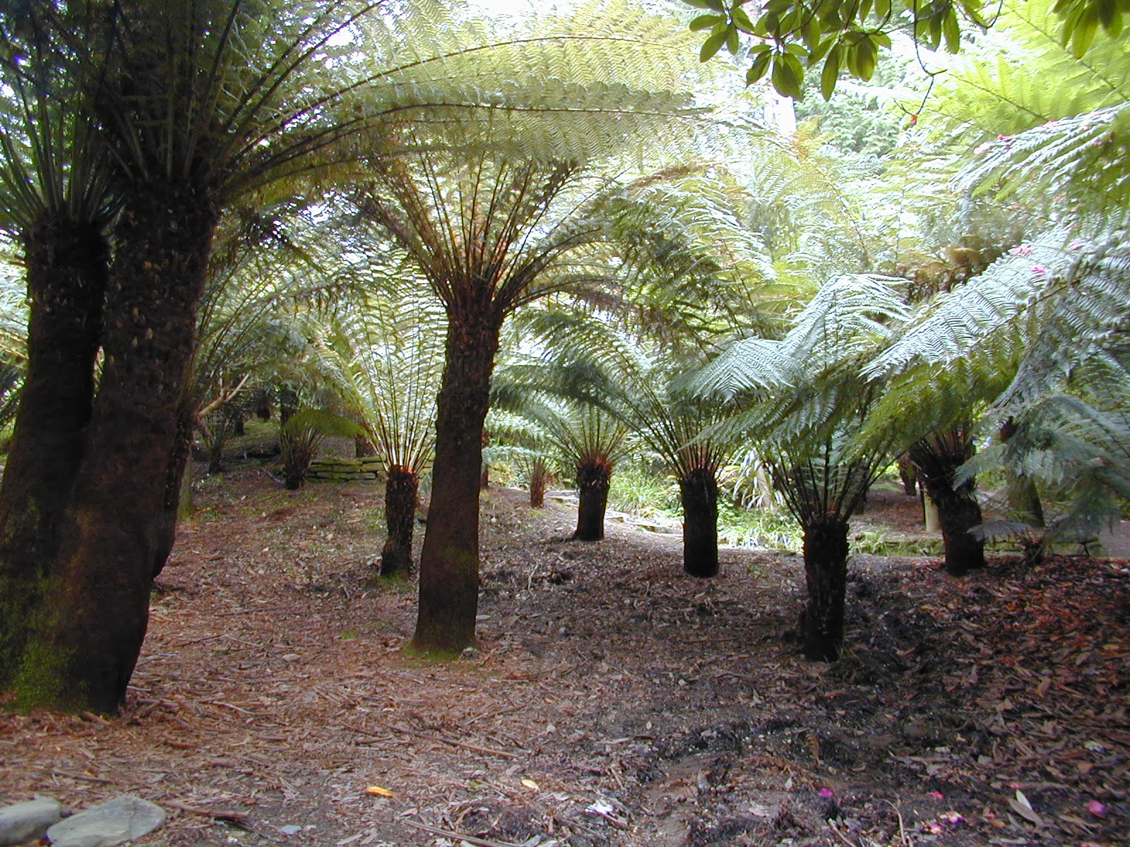 Trees of Santa Cruz County Dicksonia antarctica Tasmanian Tree Fern