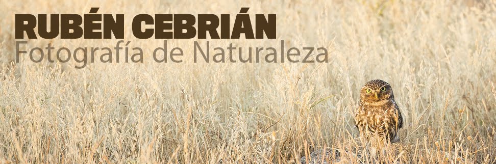 Rubén Cebrián - Fotografía de naturaleza