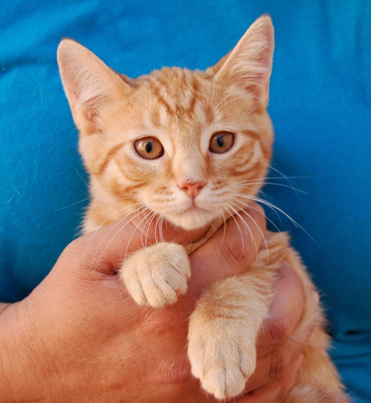 25 Rescued Kittens Ready For Adoption This Morning